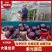 圆茄紫光圆茄山东寿光精品茄子产地直销可对接各大电商平台