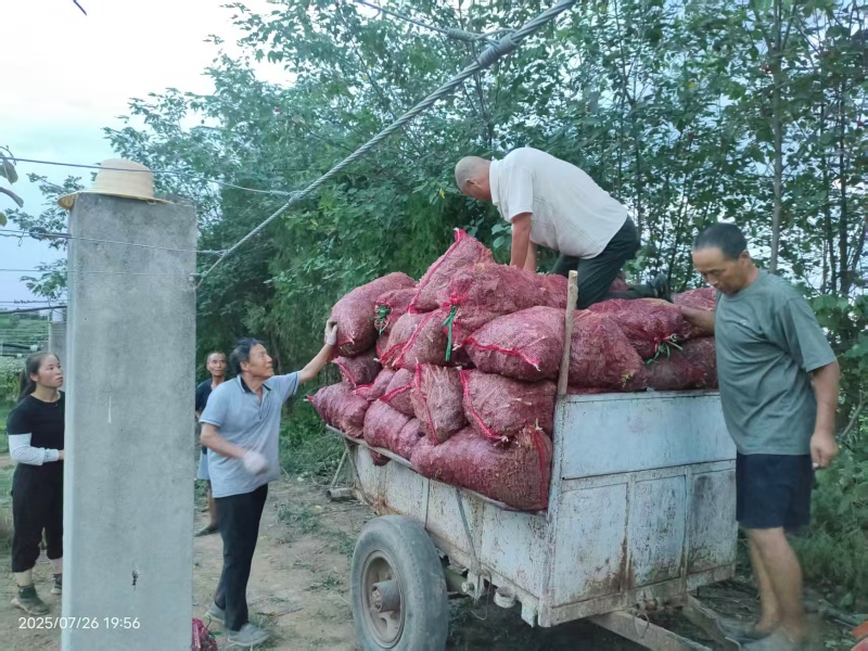 羽衣甘蓝大量供应新鲜采摘发货品质保证欢迎来电洽谈合作