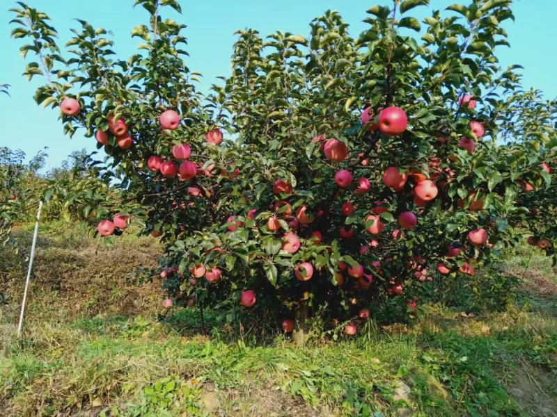 苹果没套袋韩富苹果、口感甜脆，产地直发，可视频看货