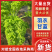 羽衣甘蓝大量供应新鲜采摘发货品质保证欢迎来电洽谈合作