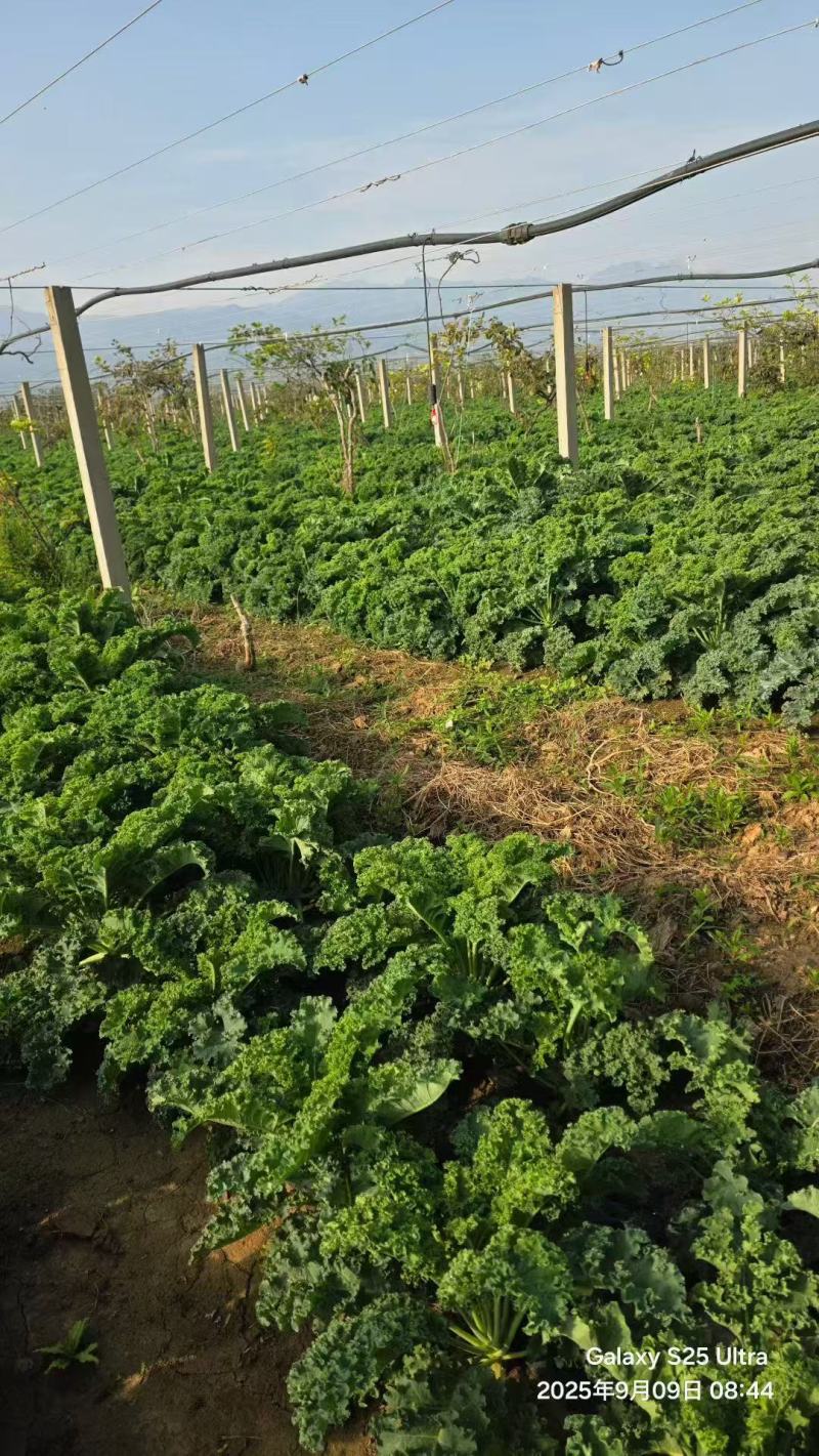 陕西精品羽衣甘蓝/市场/商超/电商/社区团购欢迎来电