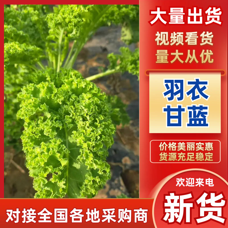 陕西精品羽衣甘蓝/市场/商超/电商/社区团购欢迎来电