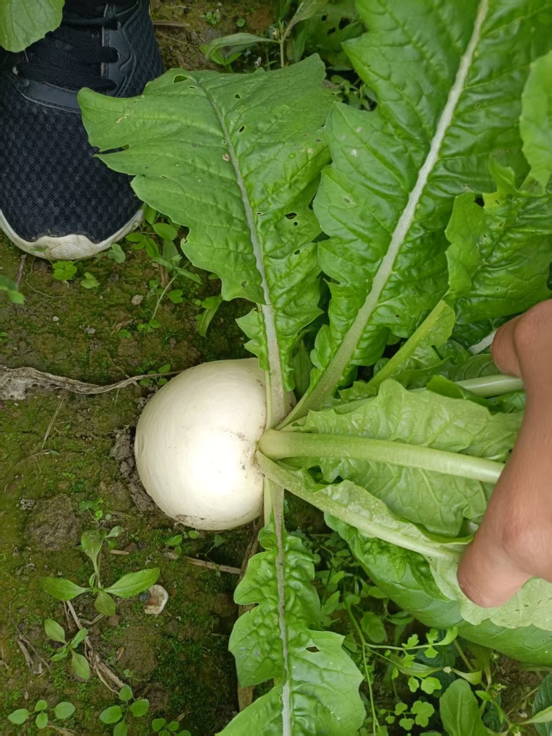 精品圆萝卜白萝卜大量供应，一手货源，对接各市场