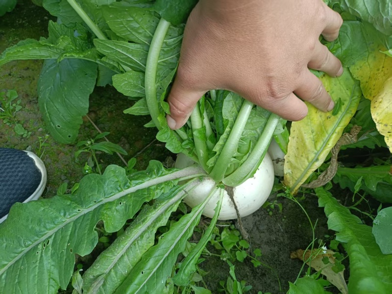 精品圆萝卜白萝卜大量供应，一手货源，对接各市场