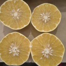 平和县精品葡萄柚，大量新鲜现货，保质保量欢迎选购