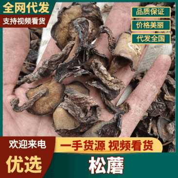 精品头茬手选松蘑烤干，无虫，吃起来味道香醇，一手货源。