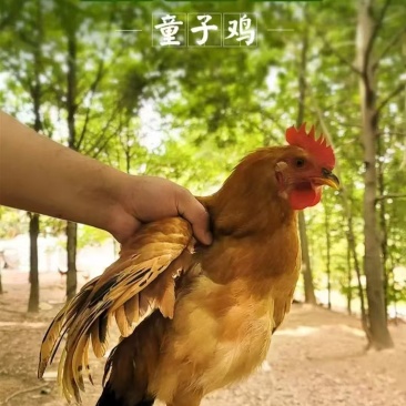 土鸡活鸡散养鸡价格面议全国发货发货快