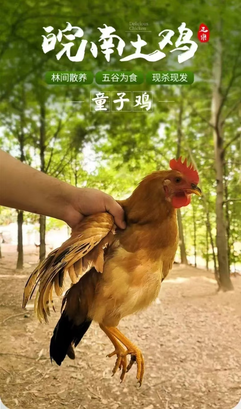 土鸡活鸡散养鸡价格面议全国发货发货快