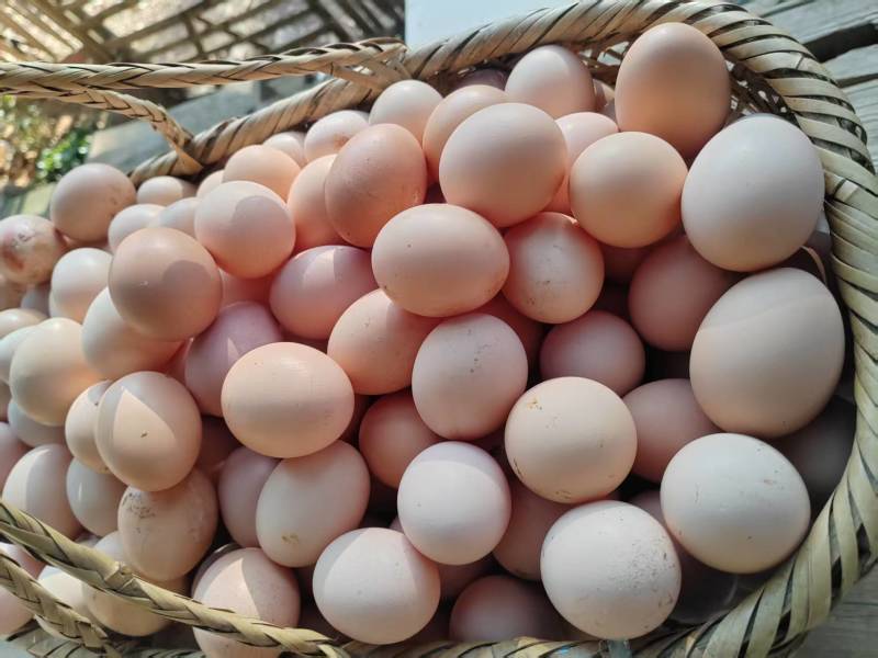 土鸡蛋粉蛋质量上乘价格合理按需包装价优