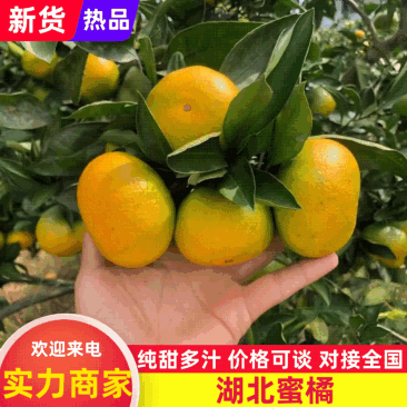 高山蜜桔现摘现发保质保量保售后坏果包赔