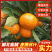 湖北高山蜜桔皮薄无籽甜蜜多汁，对接市场商超电商现摘