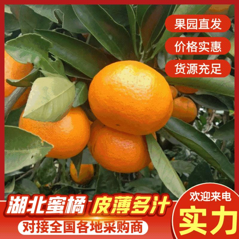 湖北高山蜜桔皮薄无籽甜蜜多汁，对接市场商超电商现摘