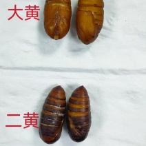 大蚕蛹大个蚕蛹黄蚕蛹高营养高蛋白价格实惠厂家直发酒店商超