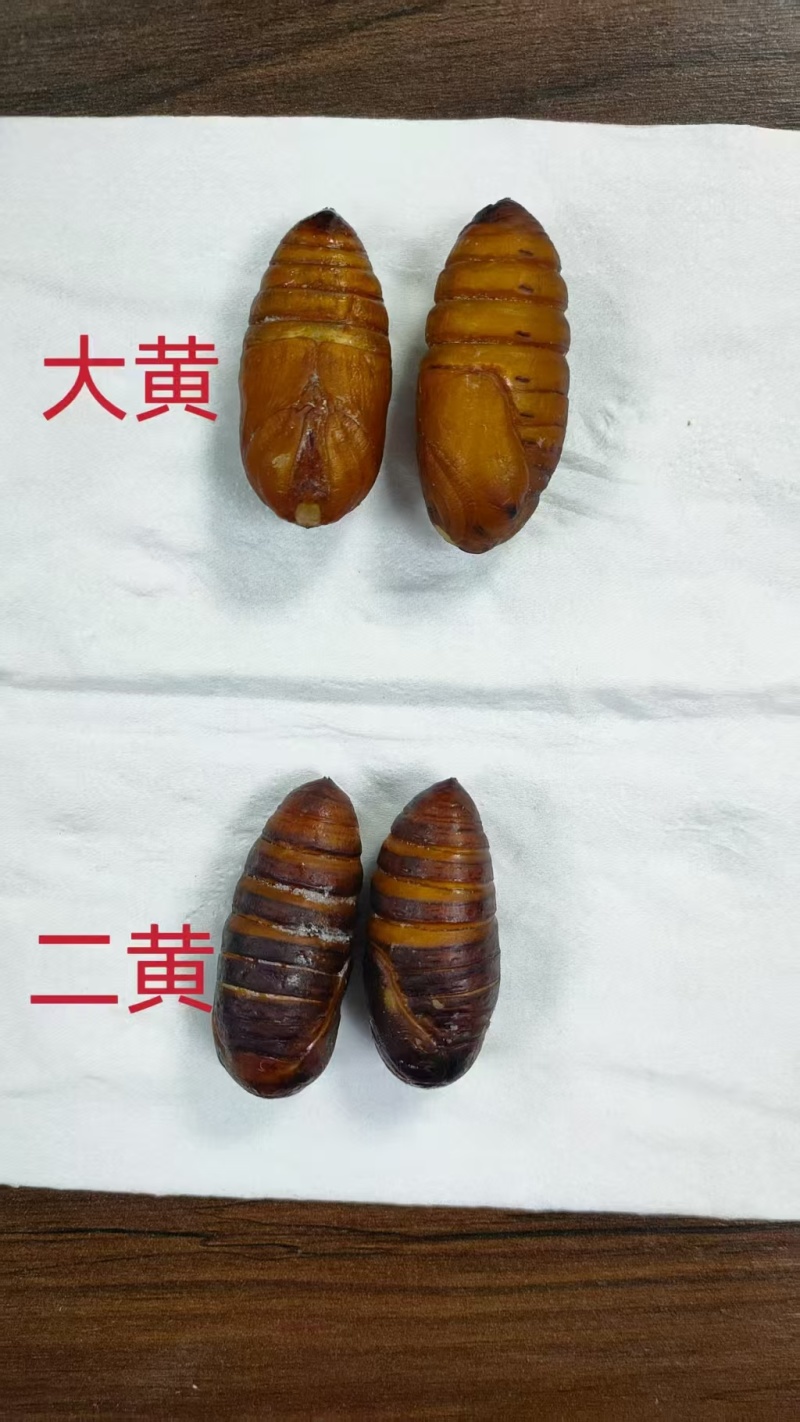 大蚕蛹大个蚕蛹黄蚕蛹高营养高蛋白价格实惠厂家直发酒店商超