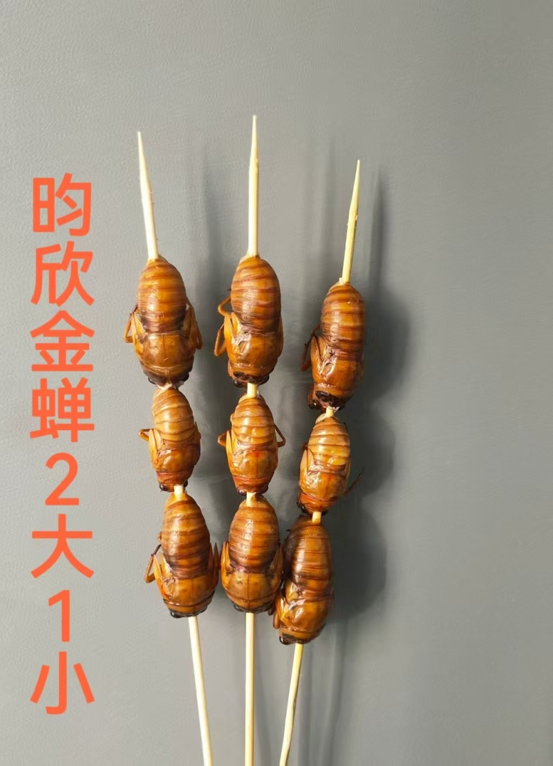 金蝉，爬叉大知了猴冷冻发货现年金蝉价格实惠口感佳长期供货