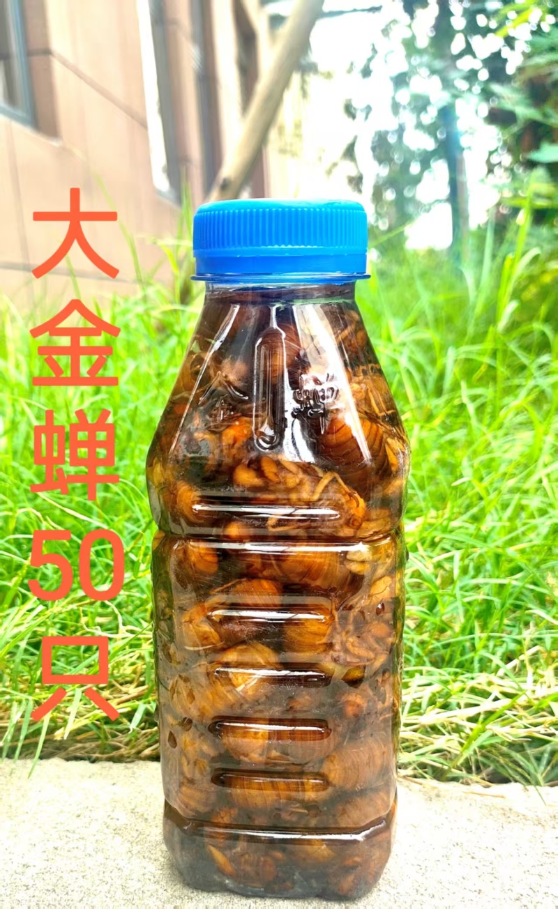金蝉，爬叉大知了猴冷冻发货现年金蝉价格实惠口感佳长期供货