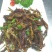 蚂蚱蝗虫高蛋白低脂肪肉质松软营养高可油炸烹饪凉拌