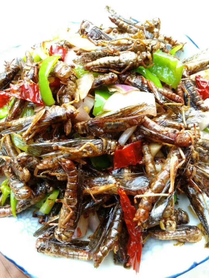 蚂蚱蝗虫高蛋白低脂肪肉质松软营养高可油炸烹饪凉拌