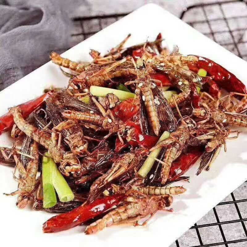 蚂蚱蝗虫高蛋白低脂肪肉质松软营养高可油炸烹饪凉拌