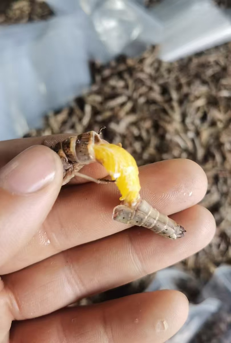 蚂蚱蝗虫高蛋白低脂肪肉质松软营养高可油炸烹饪凉拌