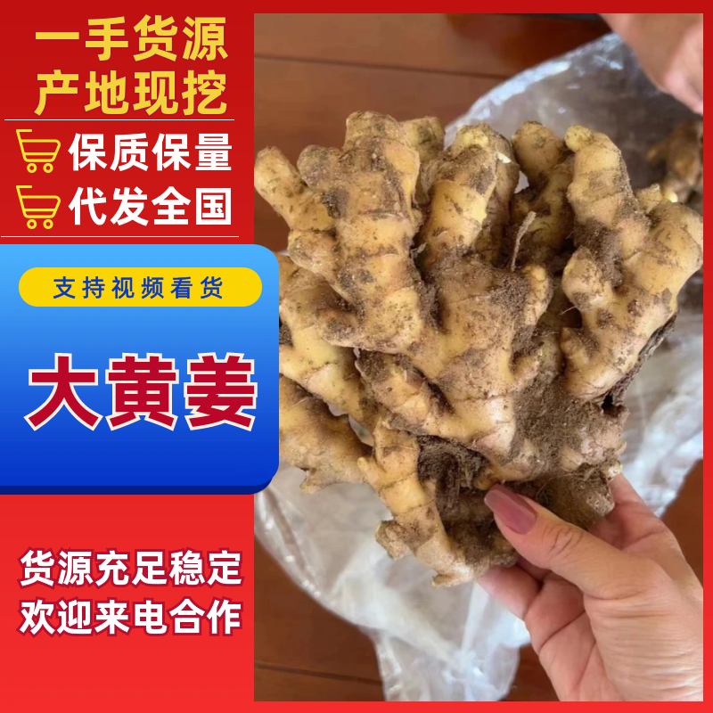 山东大黄姜二黄姜小黄姜精品红牙鲜姜姜母大量上市