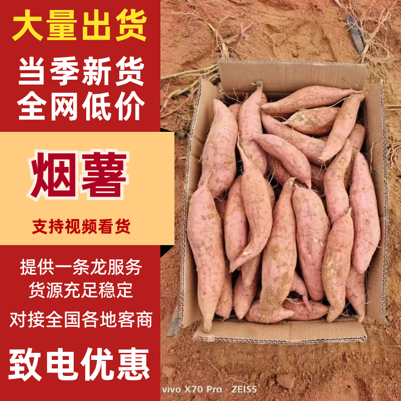【烟薯25】山东蜜薯甜蜜无丝市场电商超市基地全国发货