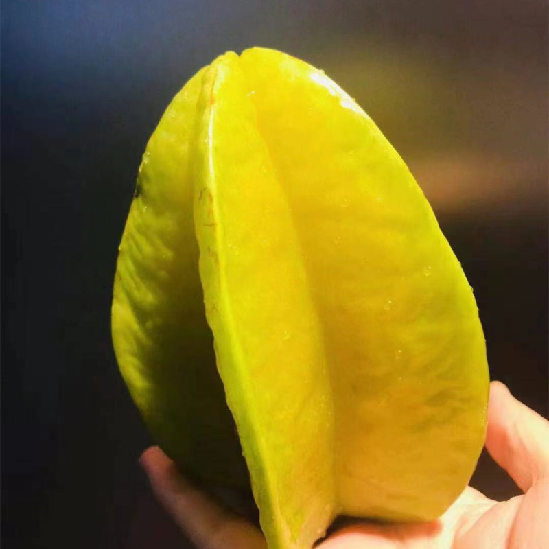 【下河香蜜甜杨桃】树上熟台湾引进酸甜爽口5斤新鲜水果一件