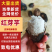 精品芋头红芽芋，新鲜现货现摘，产地直发品质保证，量大从优