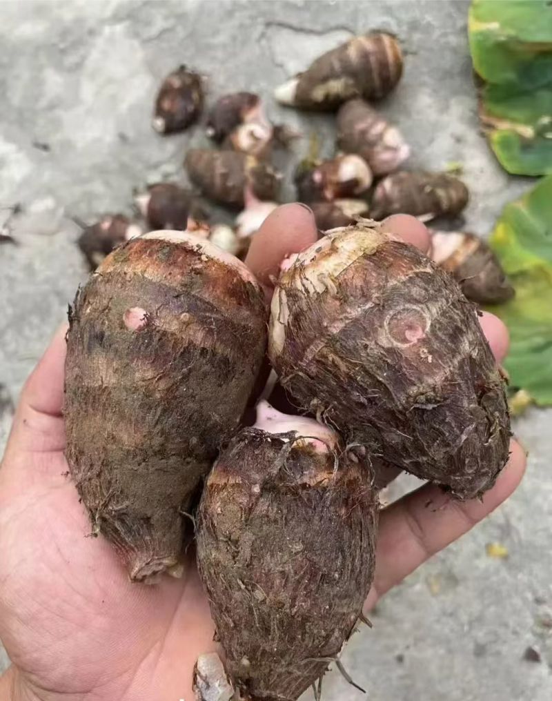 精品芋头红芽芋，新鲜现货现摘，产地直发品质保证，量大从优