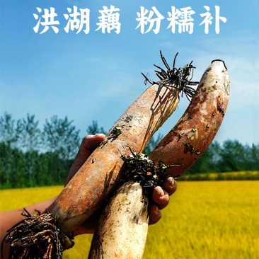 【洪湖新鲜莲藕&刀削藕粉地标产品】现挖现发粉糯香甜5斤新