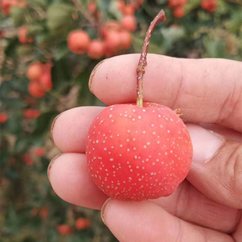 沂蒙山新鲜山楂上市农家种植营养美味3斤精装新鲜水果