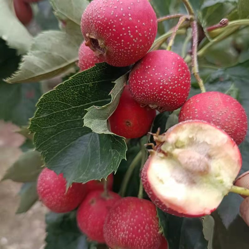 沂蒙山新鲜山楂上市农家种植营养美味3斤精装新鲜水果