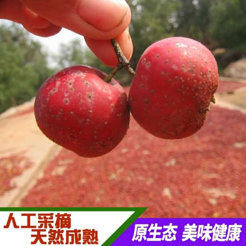 沂蒙山新鲜山楂上市农家种植营养美味3斤精装新鲜水果