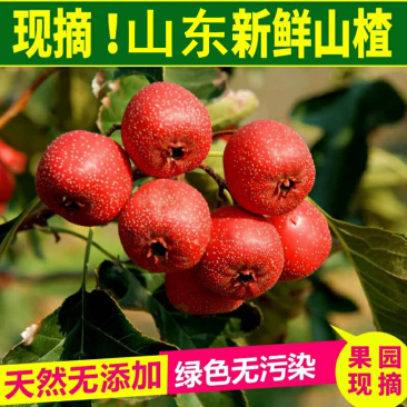 沂蒙山新鲜山楂上市农家种植营养美味3斤精装新鲜水果