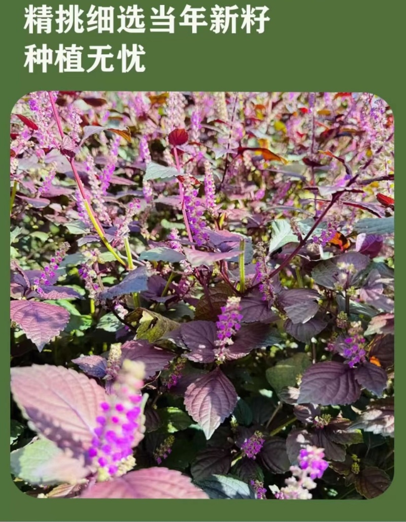 紫苏子紫苏种子紫苏叶种籽盆栽可食用种植苗四季籽种蔬菜孑苏