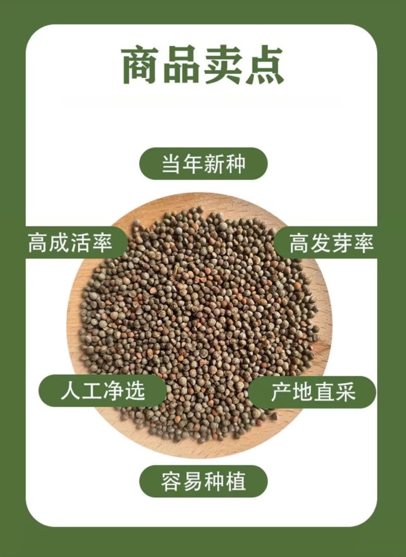 紫苏子紫苏种子紫苏叶种籽盆栽可食用种植苗四季籽种蔬菜孑苏