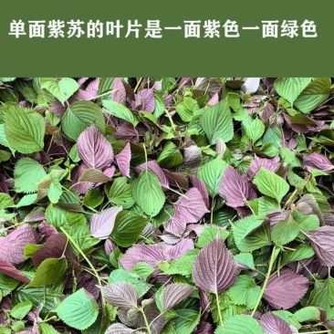 紫苏子紫苏种子紫苏叶种籽盆栽可食用种植苗四季籽种蔬菜孑苏
