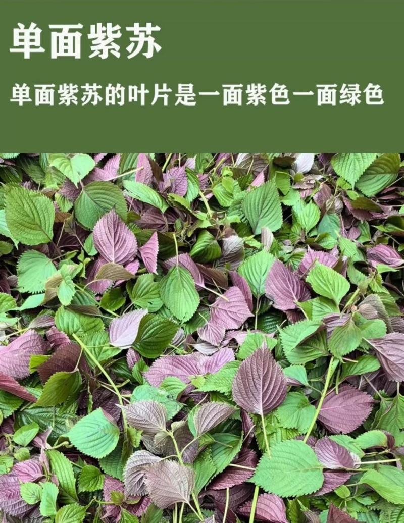 紫苏子紫苏种子紫苏叶种籽盆栽可食用种植苗四季籽种蔬菜孑苏