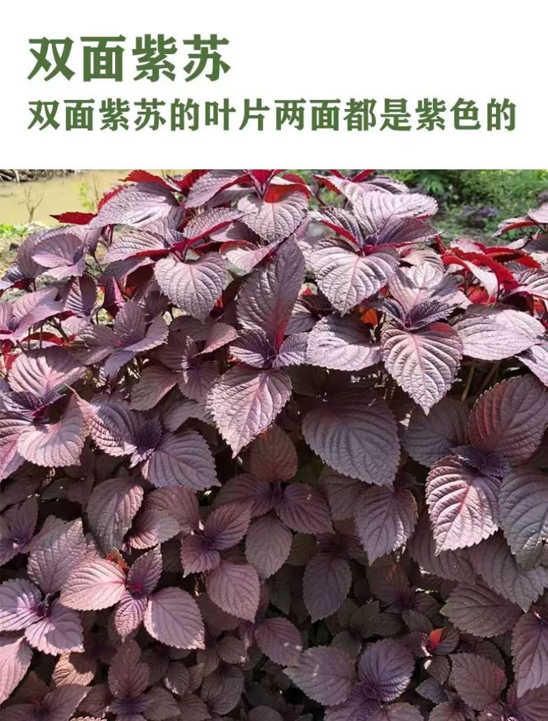 紫苏子紫苏种子紫苏叶种籽盆栽可食用种植苗四季籽种蔬菜孑苏