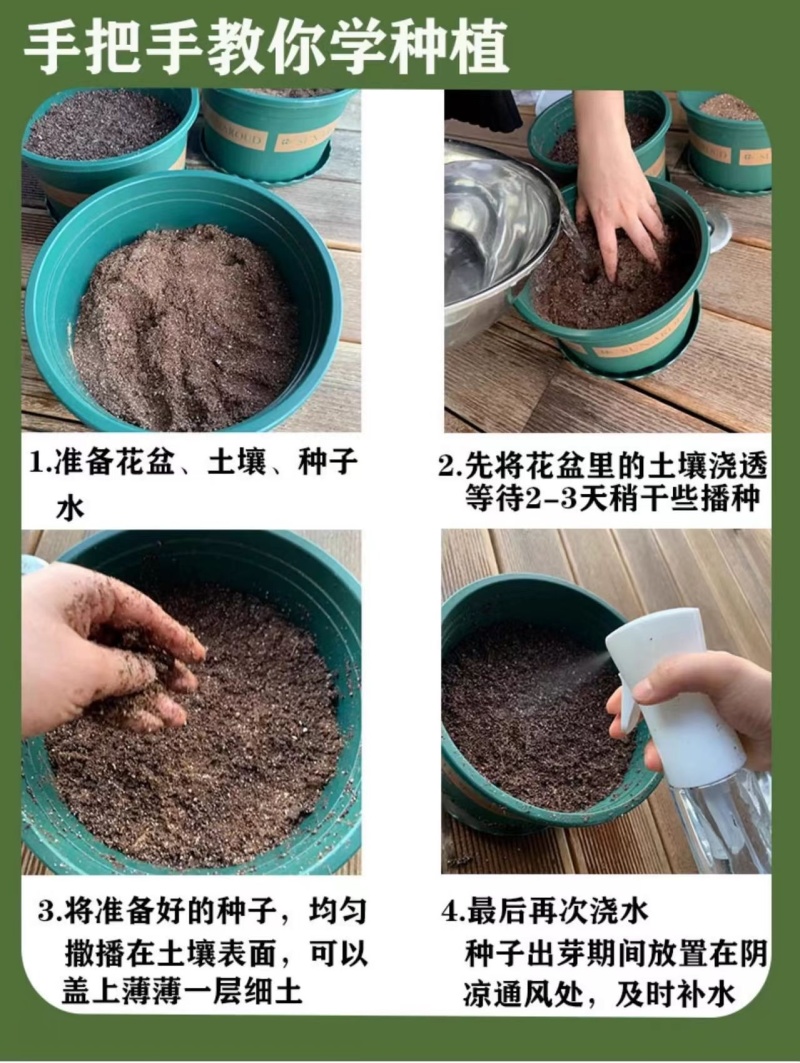紫苏子紫苏种子紫苏叶种籽盆栽可食用种植苗四季籽种蔬菜孑苏