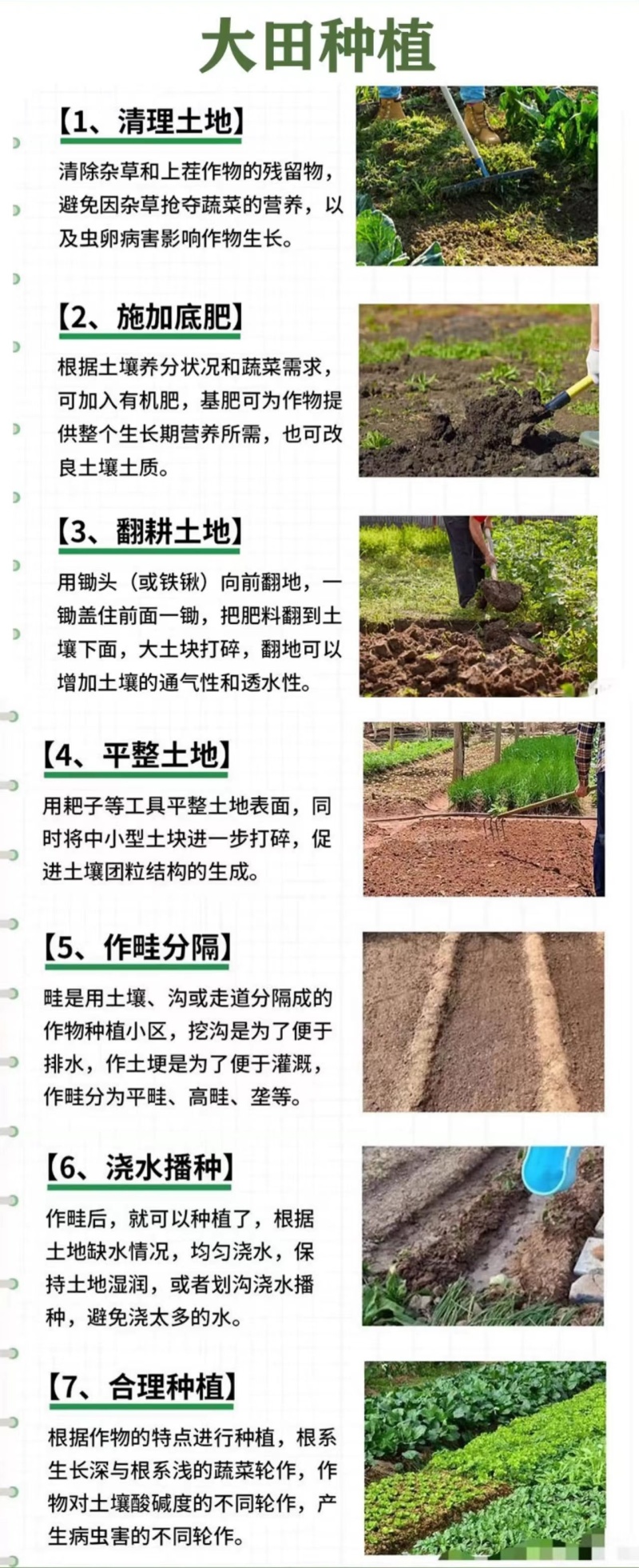 紫苏子紫苏种子紫苏叶种籽盆栽可食用种植苗四季籽种蔬菜孑苏