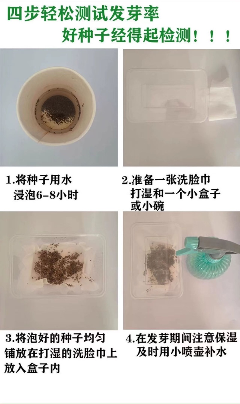紫苏子紫苏种子紫苏叶种籽盆栽可食用种植苗四季籽种蔬菜孑苏