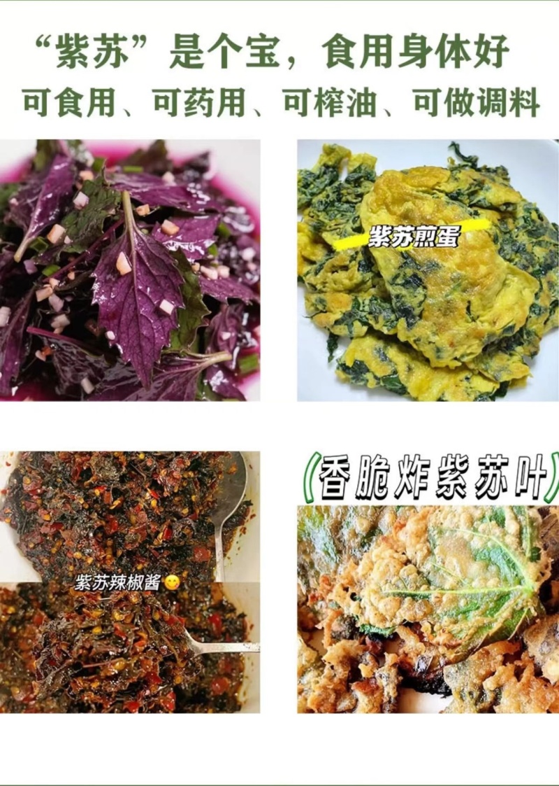 紫苏子紫苏种子紫苏叶种籽盆栽可食用种植苗四季籽种蔬菜孑苏