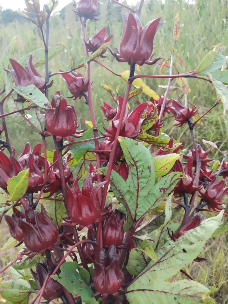 玫瑰茄、洛神花鲜货大量有货，全网代发，可视频看货