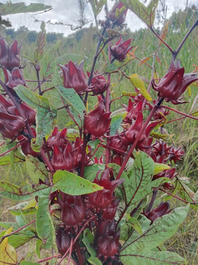 玫瑰茄、洛神花鲜货大量有货，全网代发，可视频看货