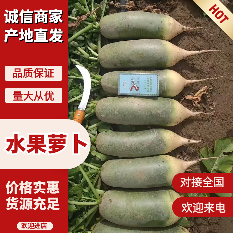 山东水果萝卜萝卜/水果萝卜，现货供应，一件代发，直供电商！