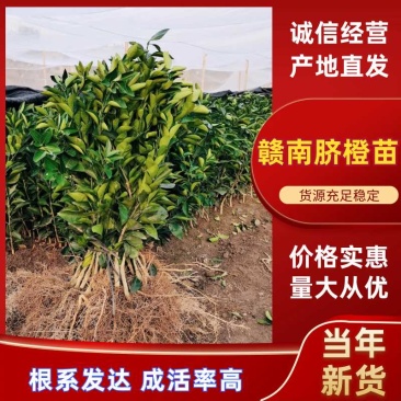 江西赣南脐橙苗/脐橙杯苗/纽荷尔脐橙苗/卡拉血橙苗橙子苗