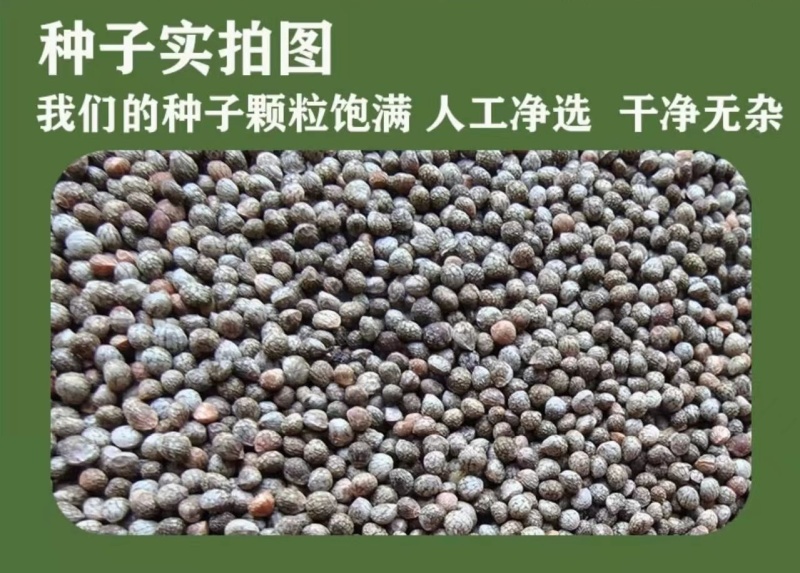 紫苏子紫苏种子紫苏叶种籽盆栽可食用种植苗四季籽种蔬菜孑苏
