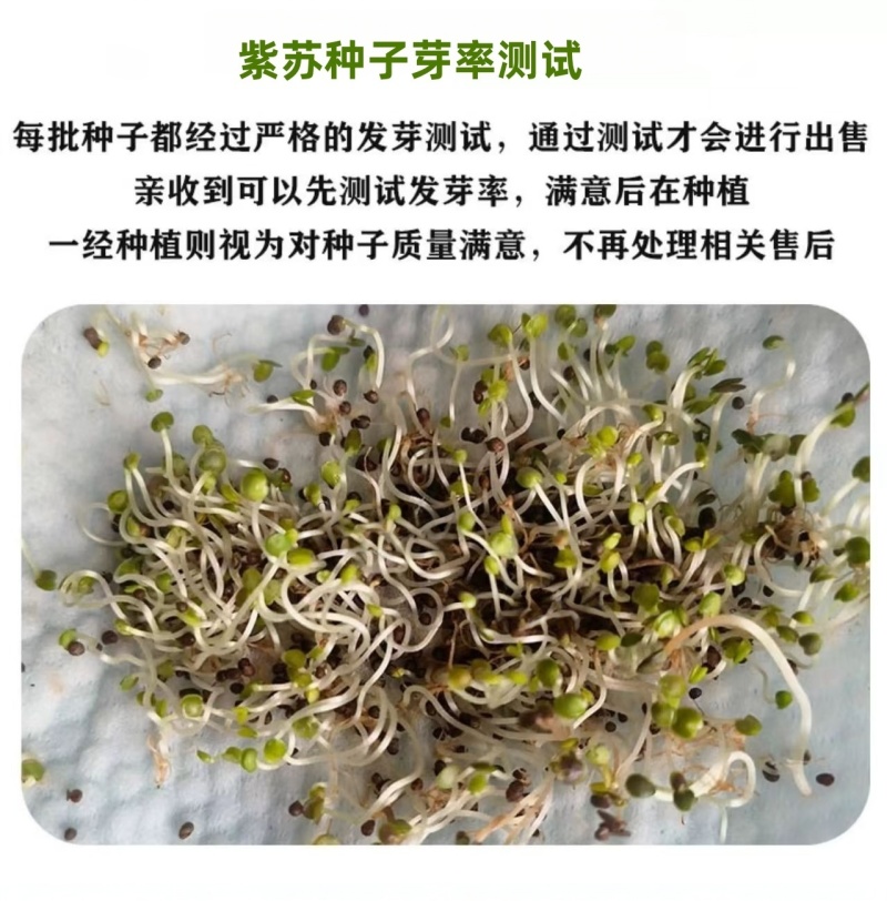 紫苏子紫苏种子紫苏叶种籽盆栽可食用种植苗四季籽种蔬菜孑苏