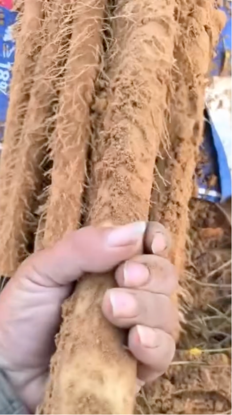 山药紫药大量有货对接市场档口欢迎咨询